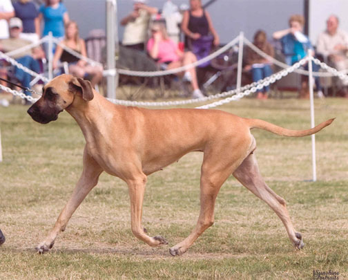 Jessie gaiting in the ring