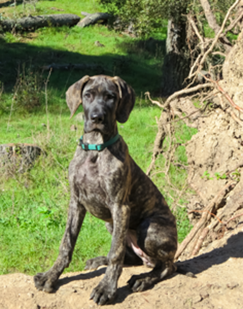 Cayenne sits at 3 1/2 months