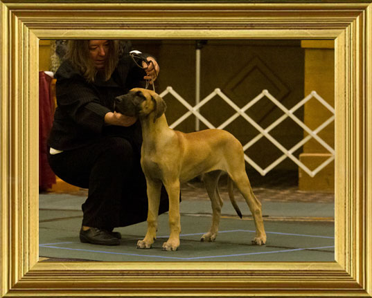 Roma in GDCA Futurity class